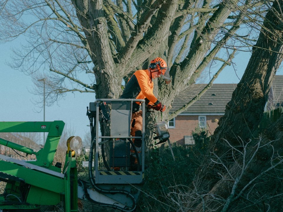 Arborist working from an aerial lift to prune the crown of a large tree beside a home